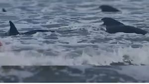 Reportan ballena encallada en la orilla del mar en Tasajera, Magdalena