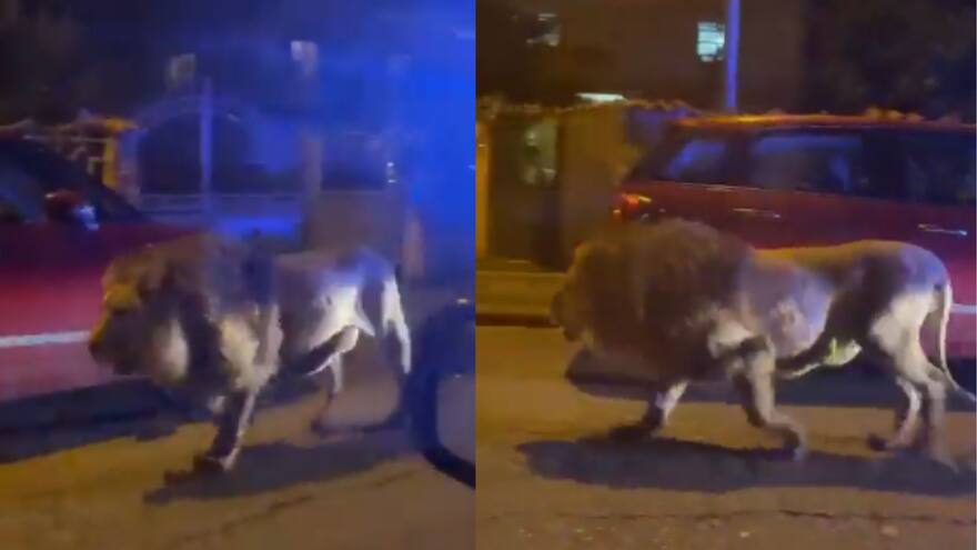 Un león se escapa de un circo en Ladispoli, Italia, y se pasea por las calles