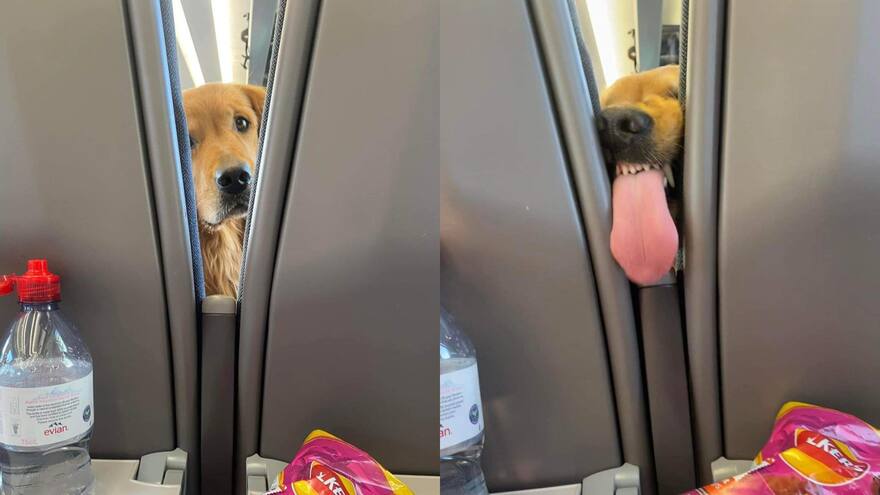 Mujer se queja porque un perro gigante ocupaba las tres sillas de un vuelo de Avianca