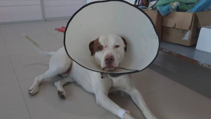 Condenan a hombre que atacó con tijeras a un perro en La Calera, Cundinamarca