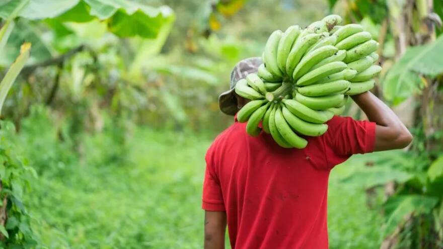 Por plaga Fusarium R4T, el ICA declaró en cuarentena finca de Zona Bananera