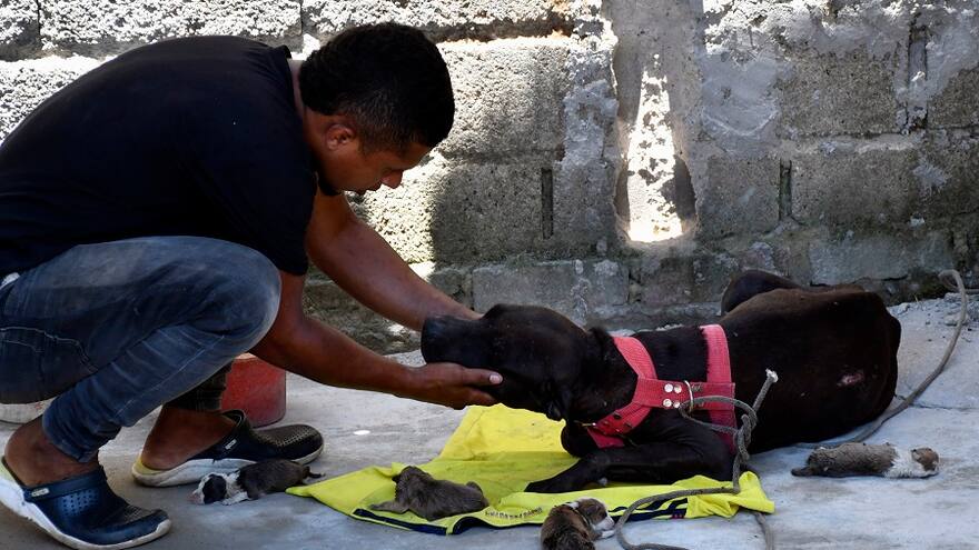 Menor mordido por perro en Sabanalarga está en recuperación