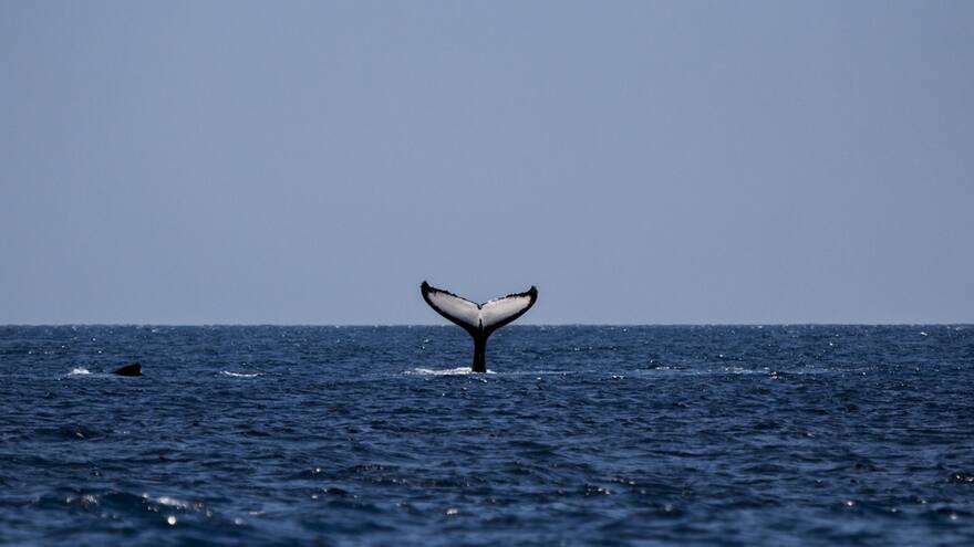 Científicos de Escocia emplean la inteligencia artificial para poder establecer una comunicación con los animales