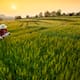 La importancia de la seguridad alimentaria