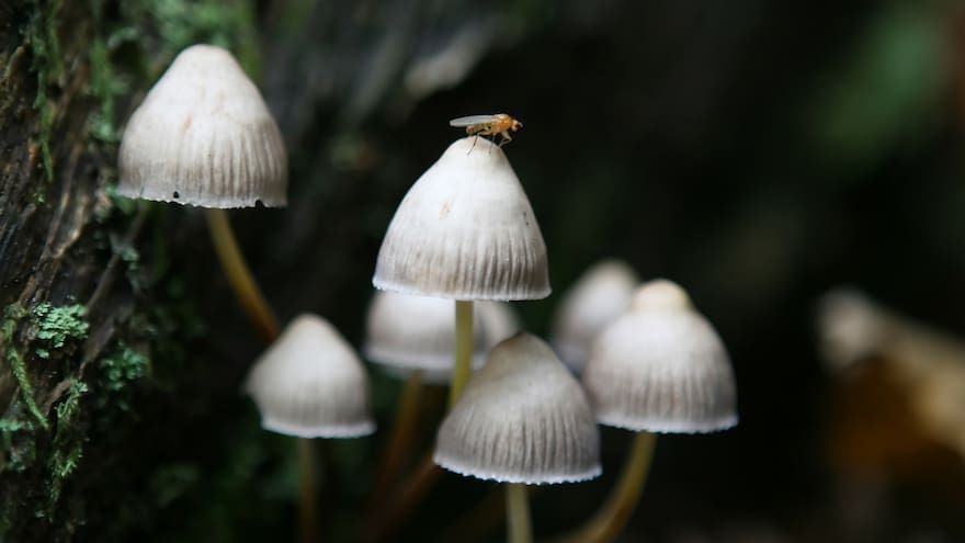 Joven se drogó con hongos y secuestró a persona con enanismo creyendo que era un duende