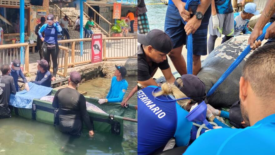 Murió la manatí rescatada de una ciénaga en el sur del Magdalena