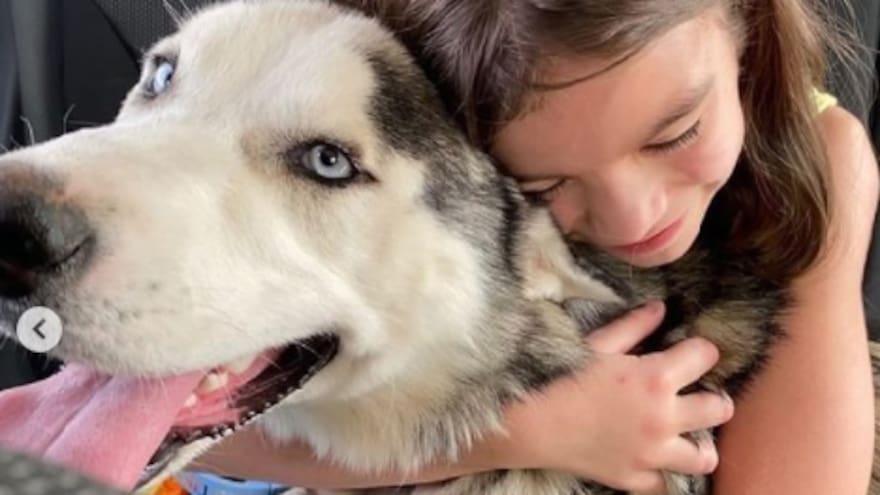 Este es el final feliz del perro que había sido abandonado en una carretera