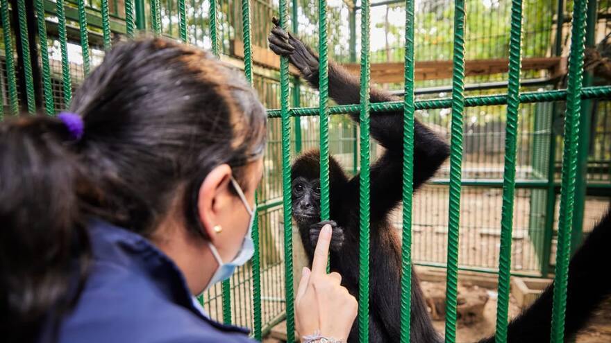 Códoba: liberan 21 ejemplares de especies amenazadas, incluyendo tigrillos y monos araña