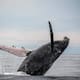 ‘Corredores azules’, una alternativa para proteger a las ballenas