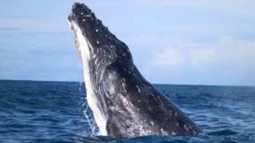 Una serenata a las ballenas en el Pacífico colombiano