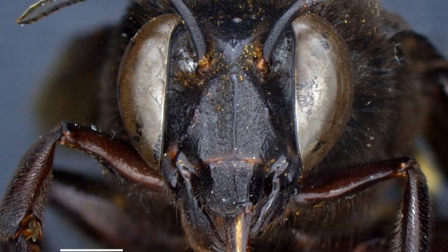 Descubren en Ecuador una abeja mitad hembra y mitad macho