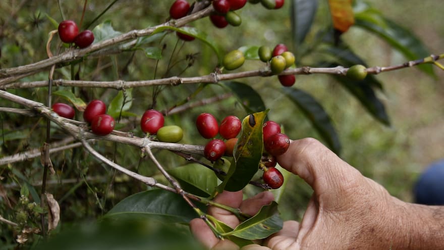 Las ventas externas de café aumentaron un 22 % en mayo