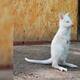 Nació un encantador canguro albino en un zoológico ruso