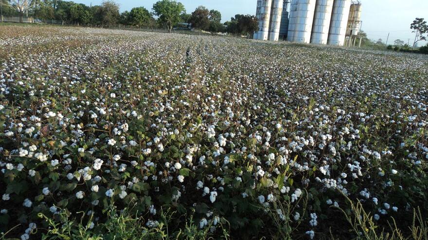 En Córdoba comienza a brotar ‘oro’ de la tierra