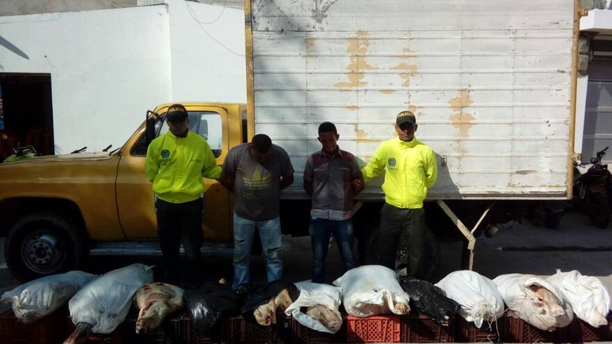 Capturan a dos personas cuando transportaban 900 kilos de carne ilegal en Usiacurí