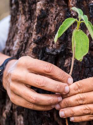 Medio ambiente moribundo | Columna de Francisco Cuello Duarte