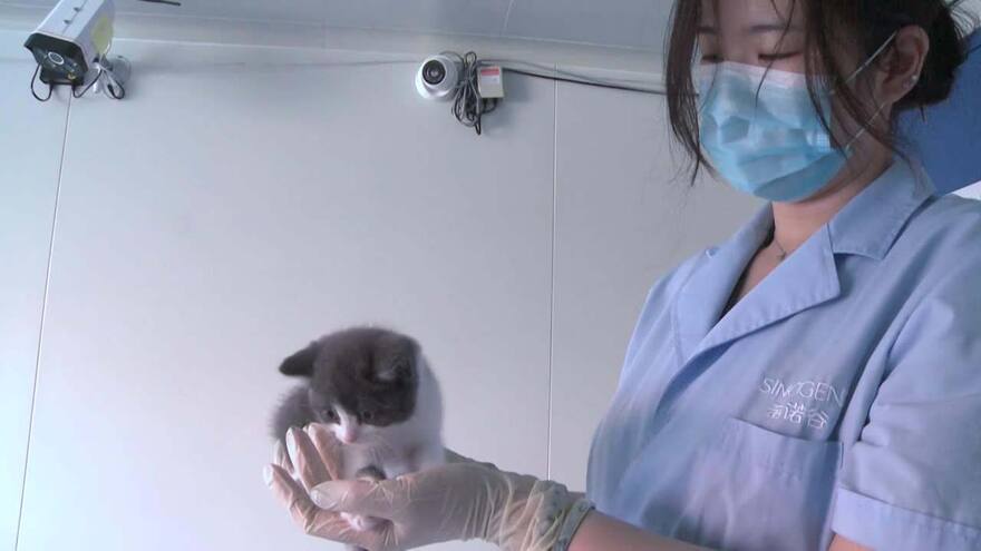 En video | Por primera vez, China clona un gato