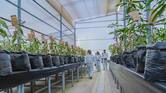 Universidad del Magdalena inaugura invernadero de bioseguridad para impulsar la exportación de mango en el Caribe