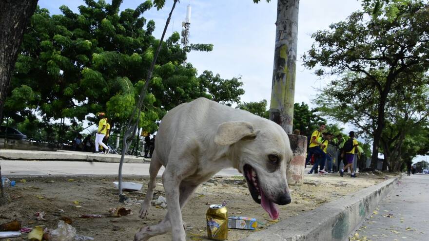 Recogida de perros en los alrededores del ‘Metro’ revive la osadía de Droopy