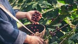 Colombia estará en la final mundial de los Global Coffee Awards 2026