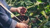 Colombia estará en la final mundial de los Global Coffee Awards 2026