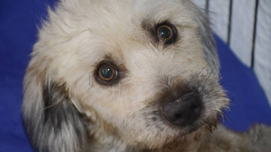 Falleció Negrita, mascota del rapero Rebel