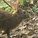 Encuentran especie animal que se creía extinto hace más de 120 años