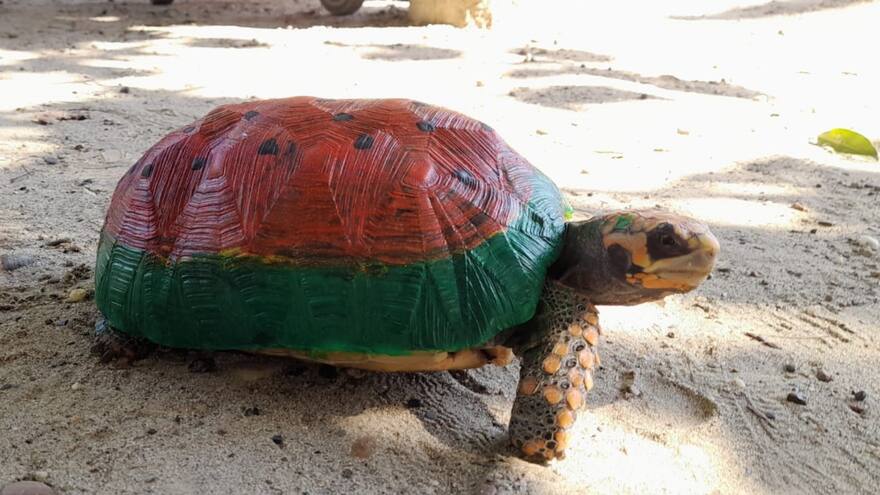 Habitantes de Morroa celebran sus fiestas patronales con una carrera de velocidad a paso de morrocoyo