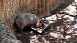 El chigüiro es elegido como nuevo Presidente del Zoológico de Barranquilla
