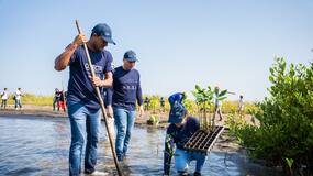La siembra de mangles fortalece la protección de la Ciénaga de Mallorquín