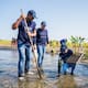 La siembra de mangles fortalece la protección de la Ciénaga de Mallorquín