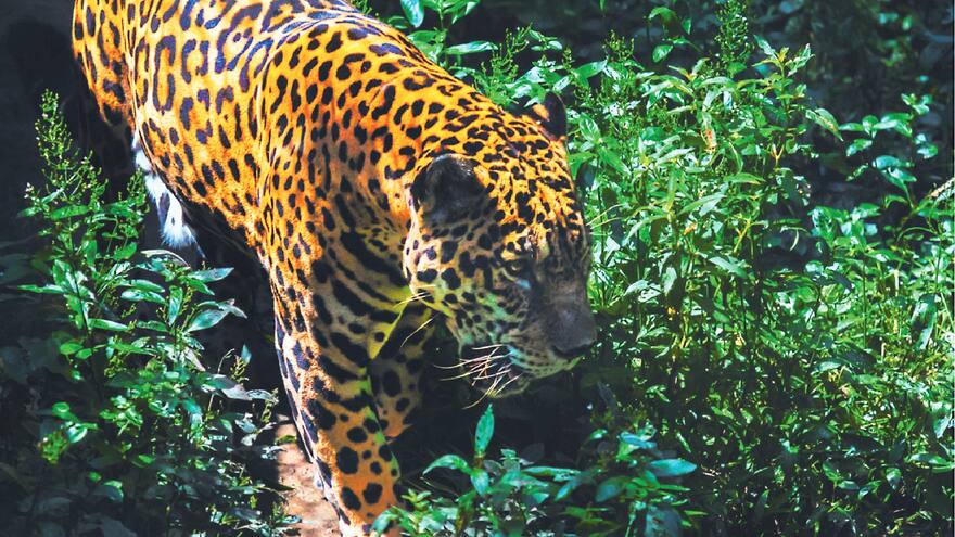 Lanzan iniciativa nacional para proteger al jaguar