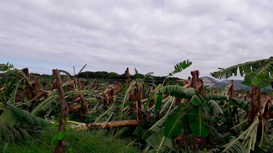 Cerca de mil hectáreas de banano afectadas por vendaval en la Zona Bananera