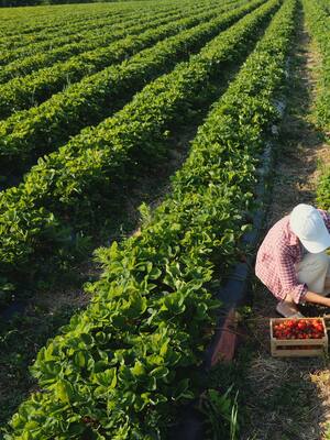 El presupuesto del agro | Columna de Indalecio Dangond