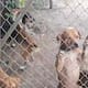 Imputan a un hombre por maltrato animal: tenía 14 perros que “se devoraban entre sí”