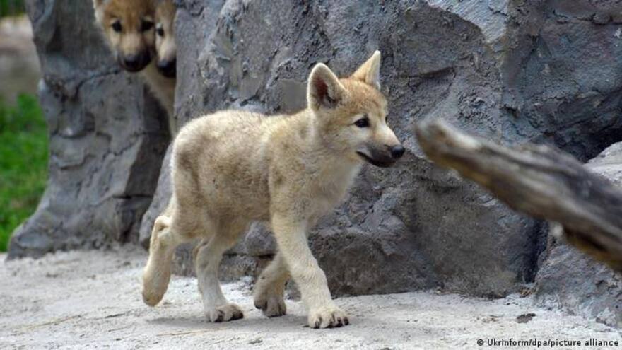 Primer clon de lobo salvaje del Ártico cumplió 100 días gracias a la ciencia de China