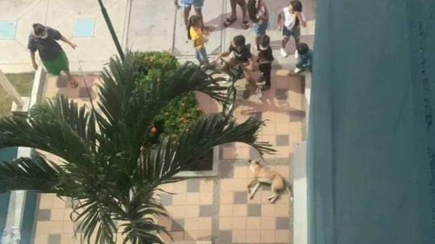 ¿En qué va el caso del perro que fue lanzado de un edificio en Cartagena?