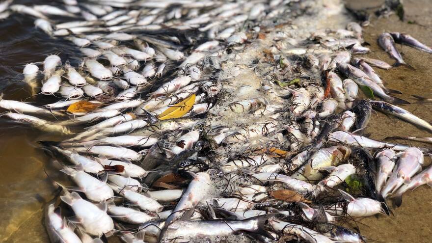 Investigan aparición de peces muertos en la desembocadura del río Ranchería