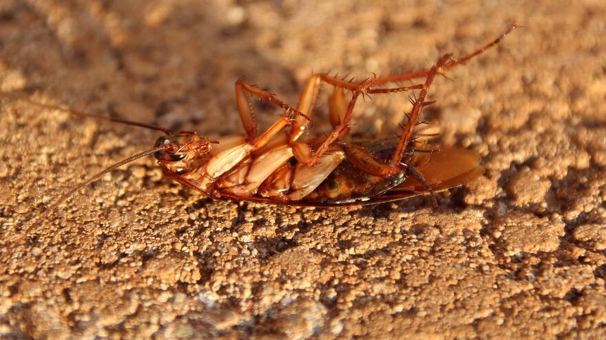 Esta es la razón por la que no se deben pisar las cucarachas: así califica la OMS a estos insectos