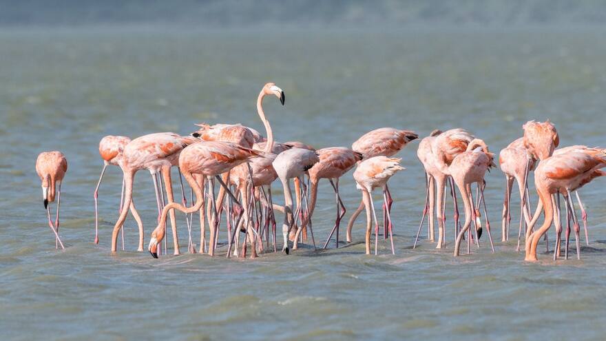 Flamencos: buscan desviar ruta para evitar choques con redes de alta tensión