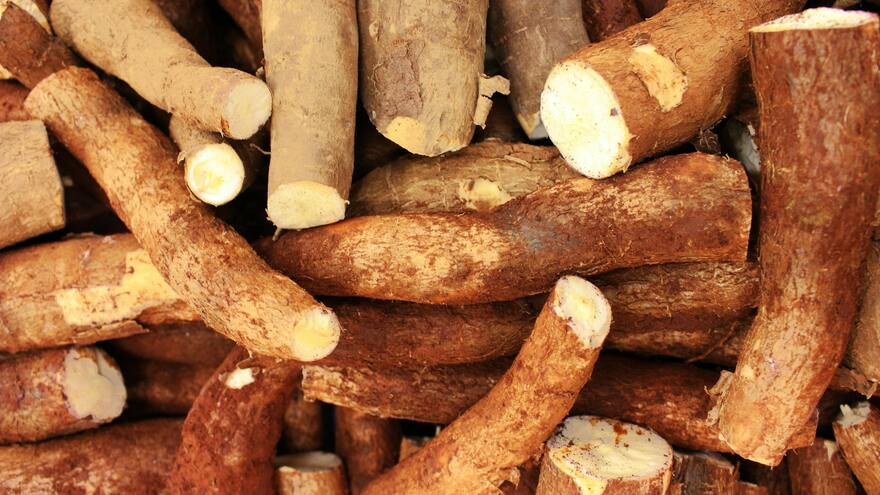 Córdoba promueve consumo de yuca para impulsar economía de los agricultores