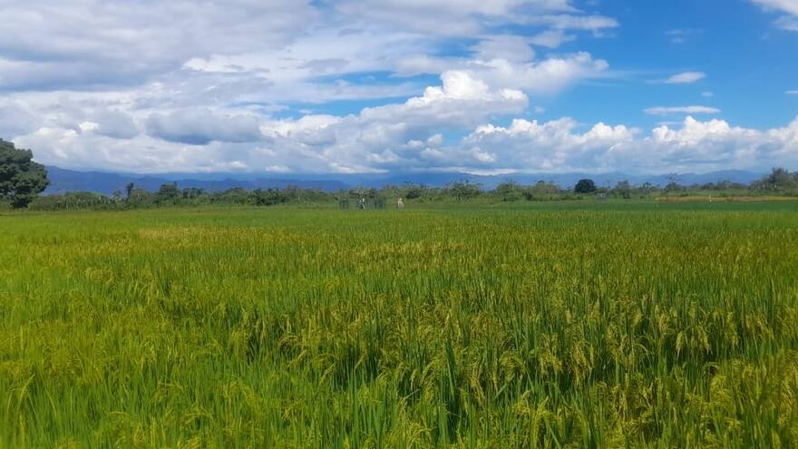 Destinan $25 mil millones para el excedente de la cosecha de arroz