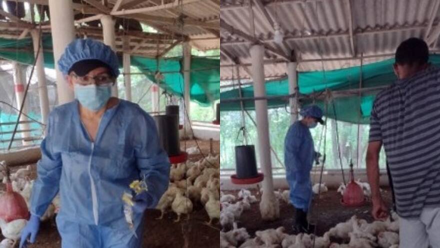 El ICA promueve uso responsable de antimicrobianos en producción avícola