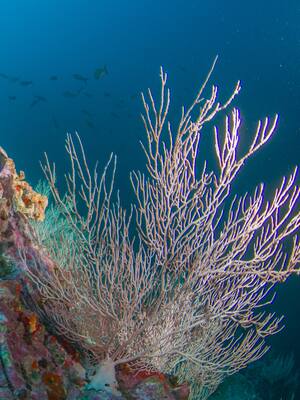 Colombia, de cara al mar | Columnma de Carlos Eduardo Correa