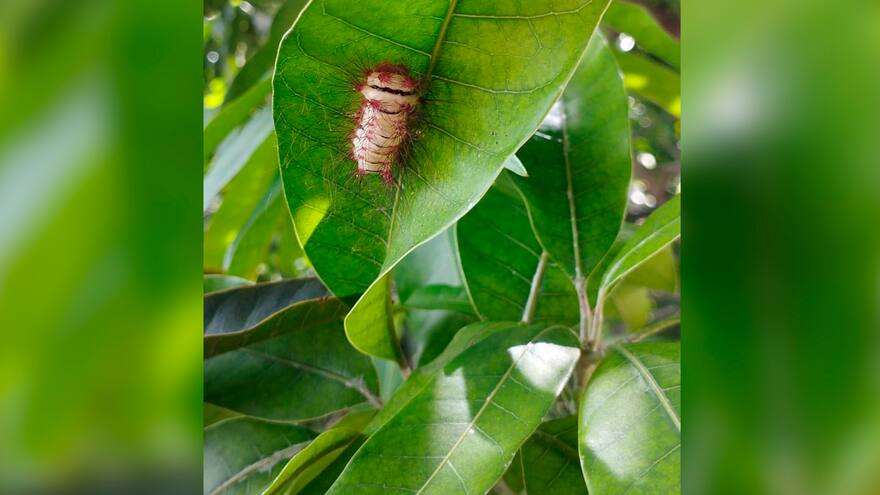 Corpamag pide no tocar la oruga de árboles frutales y aconseja protegerla