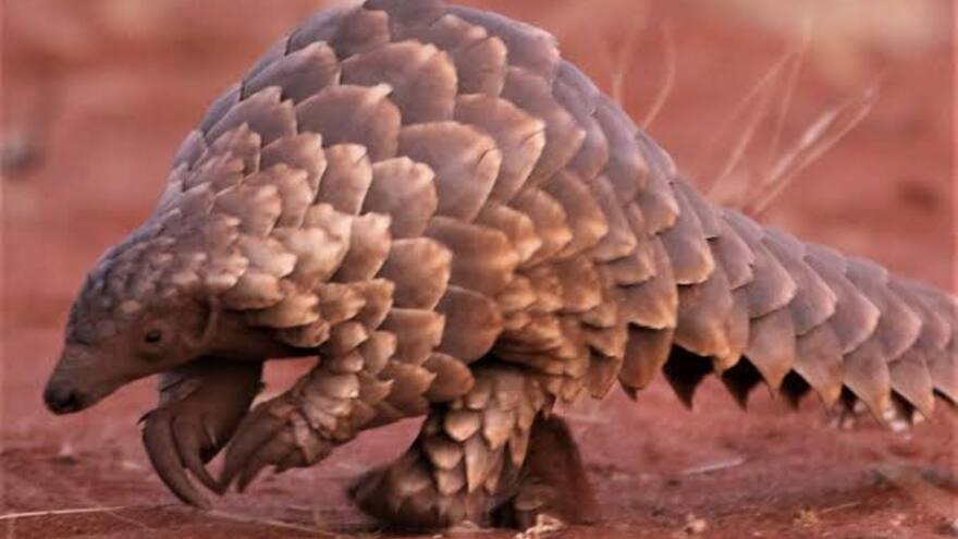 Ciencia: Este mamífero que se creía extinto fue avistado por primera vez en 24 años