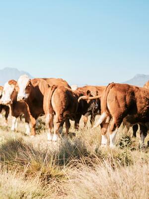 Pese a todo…, se asoman buenos tiempos