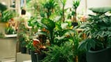 Tres plantas que pueden vivir solo en agua: ideales para decorar la casa u oficina