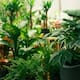 Tres plantas que pueden vivir solo en agua: ideales para decorar la casa u oficina