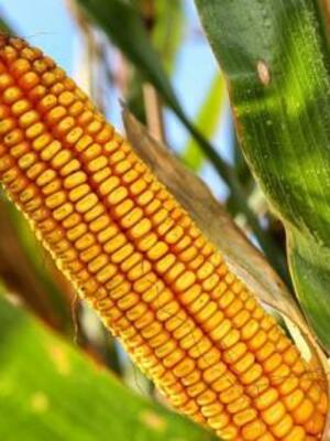 Importaciones en desorden